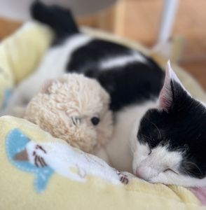 カイ（能代市）我が家に来て2ヶ月が経とうとしています。体重も3.5kgになりました。人懐っこくて誰にでも甘えてきます。ネズミのオモチャがお気に入りです(^^)