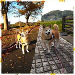 こもも（潟上市）11年目の報告です。昨年は脂肪腫の手術と風邪をひいてしまったりと年末前にバタバタしてしまいましたが直ぐに完治し元気にしています。今年で12歳になります。ゆっくり「おばぁちゃん」になっていただき穏やかな日々を過ごしていきたいです。