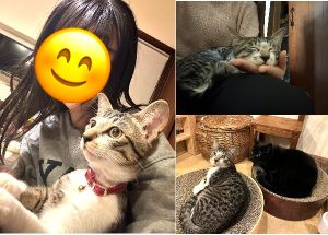 りっつ（秋田市）2ヶ月経ちました。毎日元気いっぱい駆け回っています。先住猫のことが大好きですがしつこくしすぎて猫パンチされることもあります。それでもめげずに後を追っています。また、眠くなると家族の誰かにくっついている甘えん坊さんで、夜は布団に入ってきます。家族みんなが癒やされています。