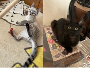 ちょこ・びすけ（秋田市）2人とも元気いっぱいで、よく食べ、よく遊び、よく寝ています。時々元気すぎて手に負えないこともあります。先住猫との距離はまだありますが、ゆっくり縮めていこうと思います。