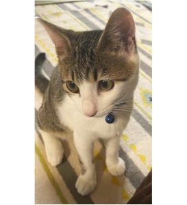 ふく（秋田市）人懐っこく元気いっぱいです。子猫のせいか遊ぶのが大好きで、お気に入りのおもちゃを持ってくるのでヘトヘトになるまで遊んでおります。トイレも失敗することなく、人慣れもよく預かり宅に感謝しておりふくとの縁を結んでくれたことにも感謝しております。元気でずっと一緒にいたいと思っております。