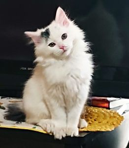てんしろう（湯沢市）お迎えして２ヶ月が過ぎました。いぬねこネットワークの皆様にご丁寧に連れて来て頂き感謝しております。元気いっぱい、食欲も旺盛で大きくなりました。段々ふわふわになってきて成長が楽しみです。大事に育てます。ありがとうございます。