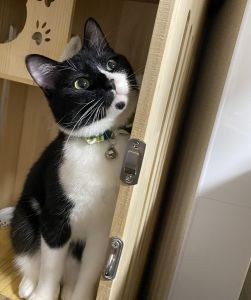 桃次郎（秋田市）我が家に来て2ヶ月が経ちました。２日目からすぐに甘えん坊&食いしん坊です！先住ニャンがまだ桃次郎を認めたくないらしく、シャーされるばかりですが気にする事なく甘えん坊してます。