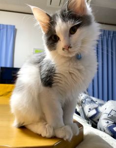 おぼろ（潟上市）おぼろが家族になって2ヶ月が経ちました。今では先住猫とも仲良しで、毛繕いをし合ったり一緒に寝たり…見ていて癒される毎日です。家族になってくれてありがとう！これからもすくすく大きくなってね！