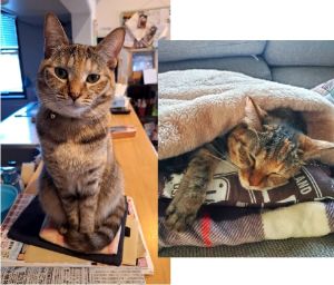 ナッツ（大仙市）ナッツがきてから早くも一年がたちました。すっかり家族の一員になって、兄さん(長男)にべったりです。みんなに癒しをあたえてくれ、その分家族みんなも愛情を注いでるつもりです。ナッツがきてくれてほんとに良かったと思っています。