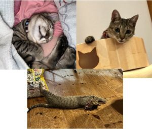 チャイ（秋田市）妊手術も終わり、元気いっぱいです。名前を呼ぶとニャーと来てくれます。スリスリ、ゴロゴロ、クンクンたくさんしてくれます。猫じゃらしでの大ジャンプすごいです
