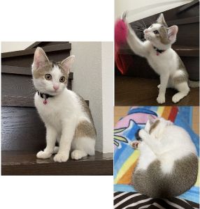 モカ（湯沢市）モカが我が家に来てちょうど2ヶ月。我が家のアイドルです。たくさん遊んで、夜もぐっすり寝てくれて、毎日元気に過ごしています。12月上旬に予定通りワクチン接種も行いました。その際の健康チェックでも、何も問題なしとのことでした。3月に避妊手術をする予定です。いぬねこネットワークの皆さま、保護主さまのおかげで素敵な出会いとなりました。これからも猫ライフ楽しみたいと思います♪本当にありがとうございました。