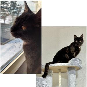 リブ（横手市）リブを我が家にお迎えしてから早２ヶ月が経ちました。今年に入ってから血液検査もして陰性との結果でした。来た時からねずみのおもちゃが大好きでよく遊んでいます。人慣れもよく近くに来て寝ることがあるので可愛くて癒やされる毎日です。これからも元気に過ごせるよう可愛がっていきます。いぬねこネットワークの皆様に感謝しております。