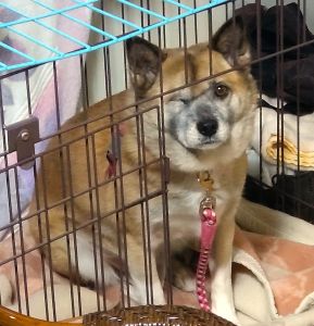 マーチ（秋田市）昨年の水害の時に脱走して事故に会い、片目を失ってしまいましたが、その後元気を取り戻してくれました。最近では、散歩の気配を感じると目をまん丸にして待っていたり、夜はお母さんの枕元で寝るのが習慣になったりと、だいぶウチに馴染んできています。