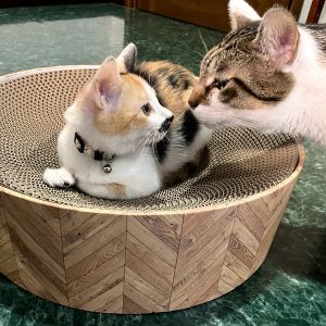 まめ子（仙北市）ちょうど2kgになりましたなりました。先住の兄さんとも仲良くなりました。小さい体で6kgのオスに向かっていく度胸があります。2月2日に避妊手術予定です。