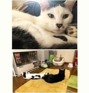 かぶ（秋田市）慣れるまで少し時間がかかりましたが、今はすっかり家族の一員です。先住猫とも仲良く遊び、食欲もありすぎるくらいあり、やんちゃざかりの可愛い末っ子です。長く家族でいられるよう大切にします。