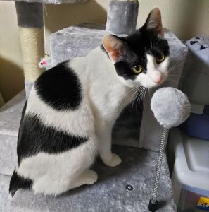 るる（能代市）ビビリちゃんのるる。何でも気長にゆっくりとを心掛けてすごしています。最近は、テレビに興味が出てきて、報道番組でも、じ～っと見ています。家族みんな、るるに癒やされてます。