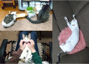 ふーが（男鹿市）予防接種2回終了。マイクロチップ挿入・登録終了。やんちゃ、何にでも興味津々、よく食べ、よく飲み、快便、甘え上手。先住猫に何度シャーされても後追いしてプロレスして負ける、愛すべき猫ちゃん。