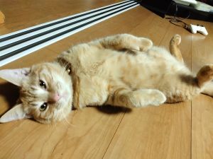 ちゃど（由利本荘市）先日去勢手術済ませました。術前は、走り回ったり噛み付ついたりとやんちゃで活動的でしたが、術後は人（猫）が、変わったように抜け殻のようになり一気に老け込んだ印象です。寝てばかりでなく、活発になる時間は毎日ありますが、動作がなんとなくスローになっています。変わってしまった驚きもあり、我が家では家族会議中です。良いご縁があれば遊び相手を迎えたいと思っている此頃です