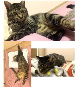 トラニ（秋田市）元気に過ごしてます外を窓から見たり、テレビを見ることがマイブームです◎チュールとカニカマが大好物ですまた、寝る時は布団の上に乗ってきます！最初は警戒心が強かったですが今は甘えん坊でヤンチャです