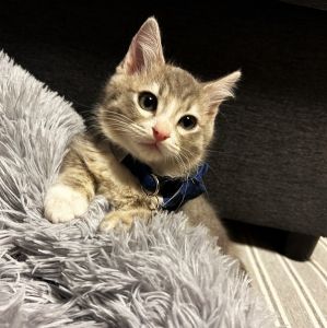 ベル（秋田市）家族になって2ヶ月がたちました。マイペースで甘えん坊！元気いっぱい遊んでは、甘えたくなると、優しい声で泣きながら寄ってきます。ご飯を食べたい時もトイレの時も、泣いて教えてくれる賢い子です。毎日笑顔にさせてくれる大切な存在となっています。この出会いをくれた担当して頂いたSさん、保護主の方には、本当に感謝しています。これらも一緒に幸せに暮らしていきます。