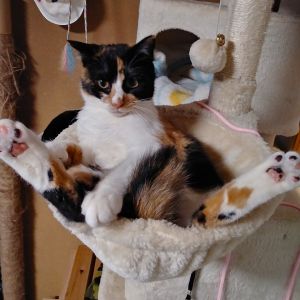 みりん(横手市）先住猫と毎日元気に走り回ってます!ゴハンも綺麗に食べてくれるし､トイレも豪快に隠してくれますw男子２匹の中に紅一点の「みりん」毎日カワイーです!