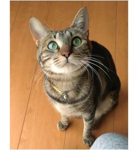 ヴィエネッタ（秋田市）家族になって一年、未だにカワイイを更新し続けています。家族みんなと一緒に居たがり、居ない人がいると探しに行くので、彼女が居ると独りぼっちにはなりません。うちの家族になってよかったなあ、とヴィエネッタにも思ってもらえるようこれからもがんばります。いぬ・ねこネットワーク秋田の皆様、本当にありがとうございます。