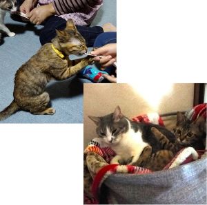モコ（由利本荘市）家に迎え入れた日から甘えてきてすぐなついてくれました。今ではやんちゃでダメな事は先住猫に怒られています。