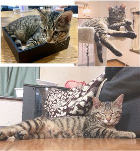 ぽんず（横手市）うちの子になってからまもなく2ヶ月になります。初日から懐いてくれてすぐ我が家に慣れました。甘えん坊で暴れん坊です笑ボール遊びとかくれんぼが大好きです。仕事から帰ると必ず出迎えてくれます。毎晩添い寝をしてくれます。この子が来てくれてから毎日が楽しくてとても幸せです。素敵なご縁を結ばせてくださったいぬねこの方々には本当に感謝しております。ありがとうございます。