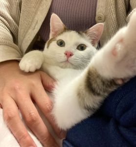 マロン（秋田市）あっという間に慣れて、過ごしています。相変わらずネズミのおもちゃが好きで一人遊びで夢中になっています。ご飯大好きでニャーニャー鳴いておねだりしてます。