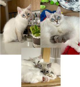 プリン・キラリ(秋田市）心配していた先住猫ともすぐに仲良くなり、毎日じゃれたり、毛繕いし合ったり、後をついて歩いたり、一緒に寝たりと毎日可愛らしい姿を見せてくれて幸せです♪人懐こい性格で子ども達も喜んでお世話しています！最近は甘えが増してきて、体をよじ登り肩に乗るのが好きなプリンです。お転婆娘でとっても可愛いです。これからも２匹で元気に過ごして欲しいです♪