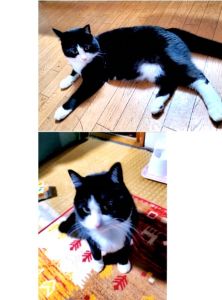 ちび（由利本荘市）ちびは、今(1才6か月）体重およそ4.5㎏予防注射の時も元気でほめられました(笑）来た時から活発な子でしたが今も家の中を走り回っています。食欲も大変あります。窓越しに外を見ていて、家族が帰って来ると玄関まで走って出迎えてくれるのが嬉しくストーブの前で大の字に寝ている姿はとても可愛いく家族全員が癒されています。すっかり家族の一員です。