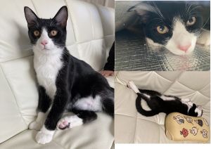 おむすび（秋田市）2ヶ月経過しました。今では、先住猫とも仲良くなり、一緒に遊んだり舐め合っており、ホッとしております。人懐こく、元気いっぱいで、子供や来客の方にも人気です！人のそばでゴロンとするのが好きなようです。うちに来てくれてありがとうございます。末長くよろしくお願いします。