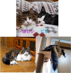 ロビン（湯沢市）ロビンが家に来て一年になります。先住のビビと毎日元気よく遊び回っています。キャットタワーではロビンの方が身軽で、ビビを圧倒しています。