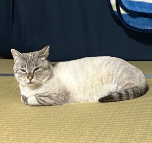ころ（男鹿市）夜鳴きは無くなりましたが、まだ触れる事はできません。少しずつ私達のいる生活の場に姿を見せてくれるようになりました。