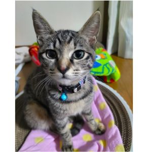 テト（秋田市）避妊手術も終わりました｡小さいからだで頑張りました｡先住猫さんとはまだ距離がありますが新入りとは思えない大胆さです。賑やかな毎日になりました。