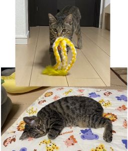 エム（秋田市）我が家やってきて3ヶ月！遊んで欲しい時は、おもちゃを咥えて持ってきます！名前を呼ぶと鳴いて応えてくれたり、家族みんなの癒しです。我が家に来てくれて本当にありがとう。
