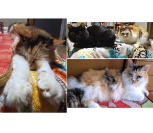 ももこ（横手市）ももこを迎えて4年が経ちました。迎えた当初は幸せにしてあげたい！と思っていたのが、逆に大きな幸せをもらってばかりです。そして我が家にもう1人家族が増えました。去年の夏、生後2ヶ月の頃保護した黒猫の女の子です。避妊手術も終わりお姉さんのももこより大きくなってしまいました。これからも家族みんなで仲良く暮らして行きます。