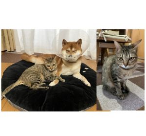 ねぎま（秋田市）ねぎまが我が家に来て2ヶ月が経ちました。先住犬と仲良くなるかなぁと心配しましたが、今では同じクッションでくつろぐまでになりました。やんちゃで食いしん坊のねぎま。これからも大切に育てて行きたいと思います。