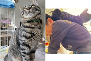 ちい太（秋田市）我が家にきて、4ヶ月が経ちました。やんちゃな息子とも仲良く今は兄弟のように遊んでます。ちいたは、人の肩に乗るのが大好きで、帰宅すると必ず誰かの肩に乗って甘えん坊です。6ヶ月になり先日、去勢手術も無事終わりました。体重も3.9kgとかなり増えてます。ちいたのお陰で息子も少しお兄さんになれたかな？と思ってます。