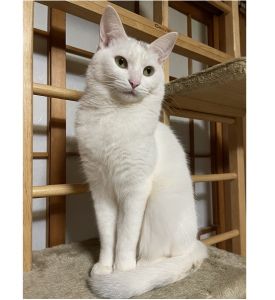 百はな（横手市）早いもので1年が経ちました。変わらず元気いっぱい過ごしています。巡りあえたご縁に感謝して幸せをかみしめる日々です。本当にありがとうございました。