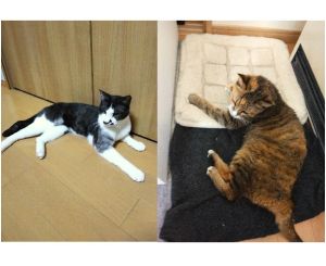 まな・はな（北秋田）２匹とも一日中ほとんど寝ていますが、撫でてほしい時はよってくるよりになりました。お互いに高齢なのでつかず離れずのいい関係を築いていけたらと思っています。