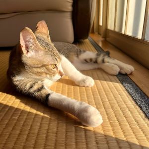 るる（由利本荘市）すっかり我が家の人気者になったるるくん！家中元気に走り回ってすくすく育ってます！猫苦手だったおじいちゃんも虜になるほどの甘えん坊さんです！