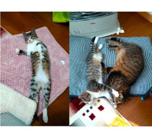ミー（大館市）ミーが我が家に来て早くも2ヶ月。最初から人懐っこくいろんなものに興味津々。あっという間に家族や先住猫と仲良くなり毎日元気に活発に過ごしております。