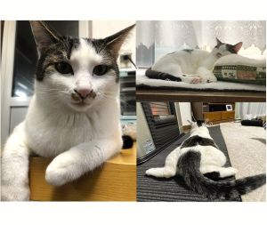 もんど（秋田市）同居の猫とも仲良くなり毎日元気に暮らしています。好奇心旺盛で食欲もあり同居の猫の分も食べるため、体重は5kg近くまでになりました。