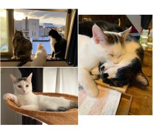 リリィ（秋田市）うちの娘になって４ヶ月ほど経ちました。チップも手術も無事終え、パヤパヤの腹毛がこれまた可愛いです！トライアル3日目から、去年迎えたルーシーにべったりで♪なつきの早さに驚きました(笑)ルーシーがすっかりお姉ちゃんしているのにも♪また驚かされました(笑)毎日、何をするにも一緒で、からのニャンプロ&大運動会です♪高齢の長女姉様はたまーに混ざります(笑)三者三様♪どこをとっても可愛くてしようがありません(笑)毎日、可愛いであふれています！