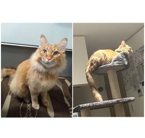 リオ（秋田市）家に来てから約2ヶ月が経ちましたが毎日元気に遊んでいます。