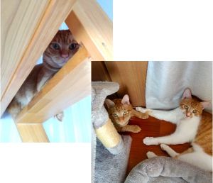 ぶんいち（湯沢市）ぶんちゃんがうちにきて一年が経ちました。昨年7月には年上の弟（ナイン）を迎い入れ、最初は喧嘩ばかりでしたが今では仲良くしております。2匹でお留守番もバッチリです。