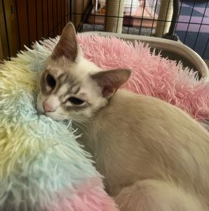 グレイ（由利本荘市）グレイちゃんが家に来て２ヶ月が過ぎました。人懐こく、撫でてとすり寄ってきます(^^)先住猫ちゃんとも、元気に仲良く走り回ったり戯れあったりしているグレイちゃんです！末永く成長を見守っていきます(^-^)