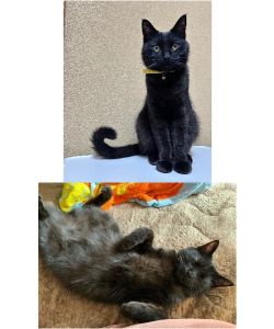 百之助（大仙市）我が家に来てから2ヶ月が経過しました。猫をお世話するのが初めてで最初は緊張していましたが、とても人懐っこい上に賢く毎日家族全員で可愛がっております。素敵な出会いをありがとうございます。