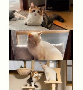 ユキ・ミカン（羽後町）うちに来てからもうすぐ2ヶ月になります。ユキもミカンも来た時より体が大きくなりました。いつも一緒にいて、毎日元気いっぱい走り回っています。
