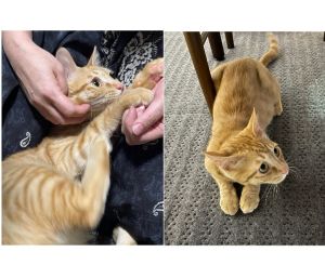 おかか（秋田市）茶トラちゃんだったので『おかか』と命名しました。毎日元気に家中を走り回っています。甘えっ子で来客にもグフグフ言いながら膝に登ってくるので、うちのアイドルです。良いご縁ありがとうございました。