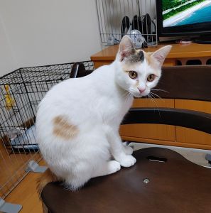 ミミ（秋田市）食欲はバッチリ！ゲージは常に解放してるので各部屋を自由に走り回って元気です。甘えん坊で一緒に遊んで欲しいと催促もあり私の運動量は日々半端ではありません。水遊びが大好き！お風呂場の洗面器で遊ぶのが日課です