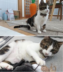 トム（北秋田市）初めは先住猫と喧嘩をしていましたが、生活区域を分け少しずつ合わせることで今は二匹とも仲良く生活しています。譲っていただきありがとうごさいます。大切に育てていきます。