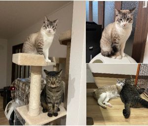 きなこ（秋田市）初めは、我が家の先住猫や我々になかなか慣れず、威嚇したり隠れたりする様子がありましたが、今では先住猫や我々にも慣れてくれて、落ち着いて過ごせているように思います。ご飯も毎日食べ、排泄もしっかりできています。去勢も終えています。初めはバニラという名前でしたが、我が家に来てからは「きなこ」という名前で呼んでいます。先住の「こつぶ」と、いつも２匹で仲良くしているのを見て、嬉しく思っています。